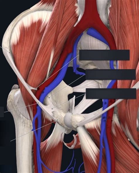 Iliopectineal Ligaments Diagram | Quizlet