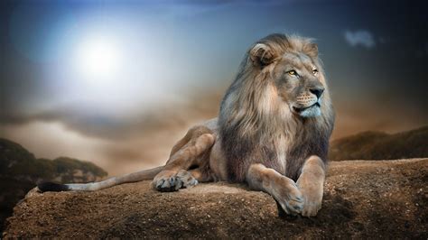 wild animal wallpapers top  wild animal backgrounds wallpaperaccess