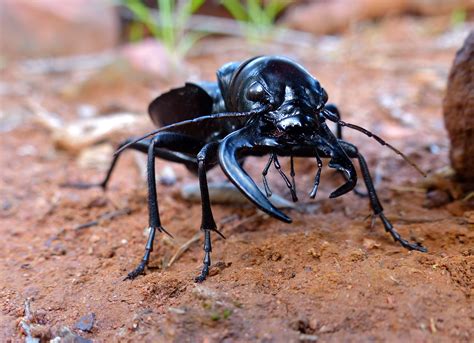 Monster Tiger Beetle