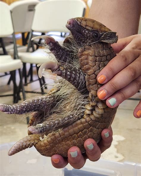 🦁 Wildlife Adventure... - Junius Ponds Cabins and Campground