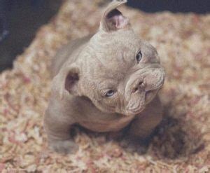 Micro Bully: The Miniature American Bully Breed Guide