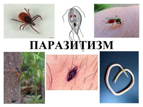 Паразитизм. Паразиты человека и животных - презентация онлайн