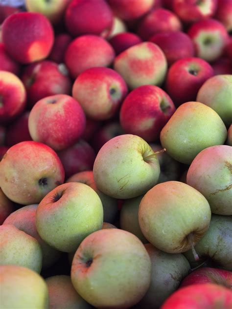 somerset regional animal shelter 1