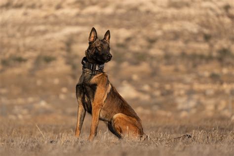 Orca: Elite Protection Dog for Sale | Israel Protection K9