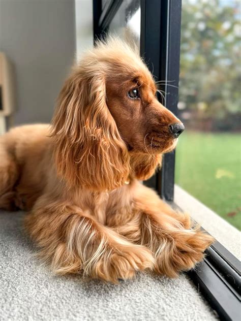 Bellbrook Puppies 🐾 Cocker Spaniels, responsible breeder in Queensland - RightPaw
