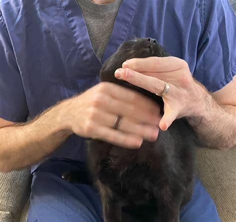 how to open a cats mouth to give a pill