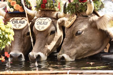 Switzerland Cow Festival: The Best Places to See the Swiss Cow Parades