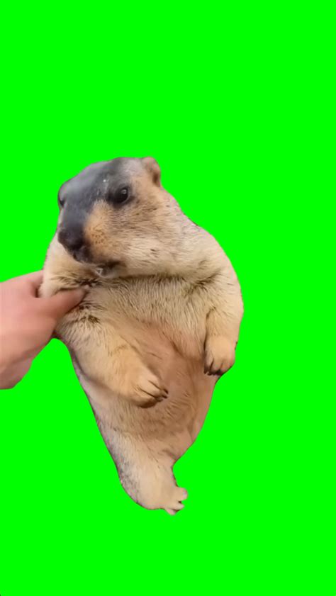 Marmot doesn't like getting touched meme (Green Screen) – CreatorSet