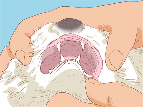 Why Am I Getting Mouth Ulcers Frequently In Dogs - Infoupdate.org