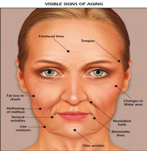 physiology  aging hill country cosmetics