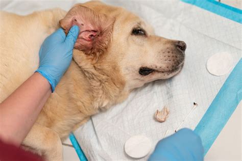 dog flea infestation symptoms treatment prevention tips