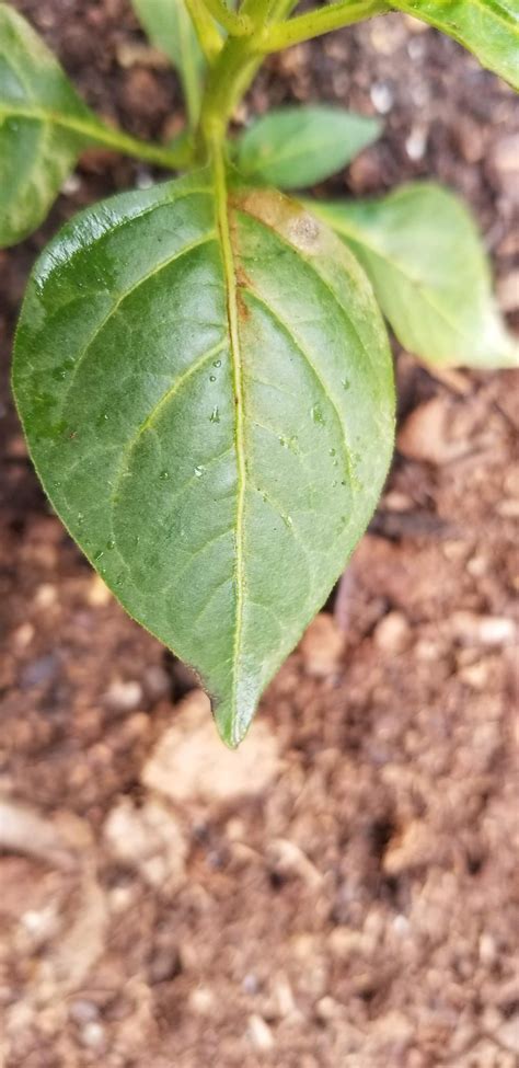 Help! Tabasco&Jalapeno Pepper Plants : r/HotPeppers