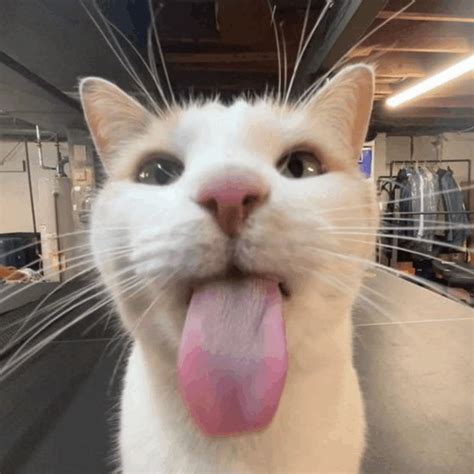 silly cat meme silly cat gif