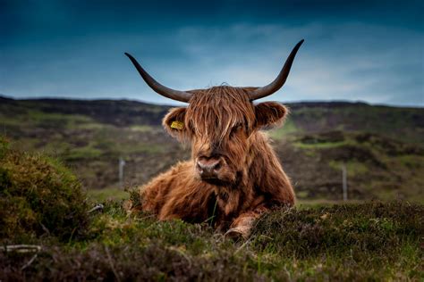 Brown Yak · Free Stock Photo