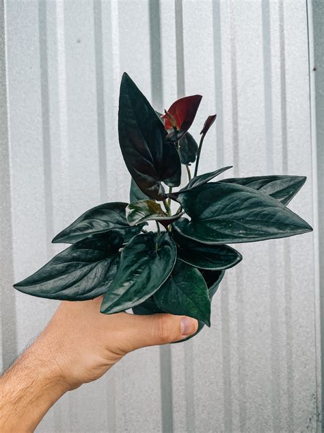 Syngonium Erythrophyllum: Care Tips for a Thriving Plant - Terrarium Master