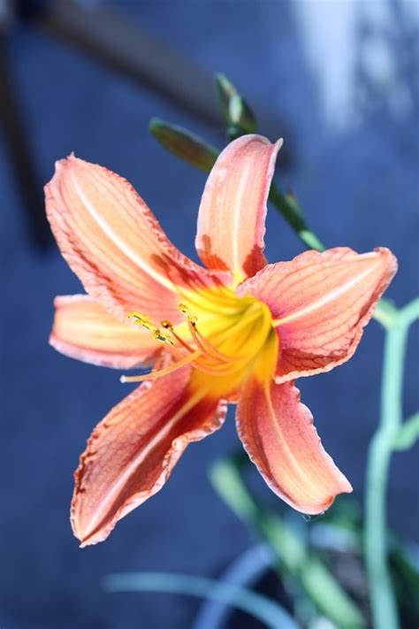 Orange Lily Flower Plant Lilium - Free photo on Pixabay - Pixabay