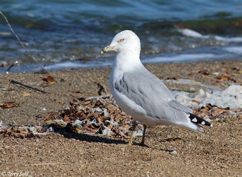 Identification Keys and Tips - "Typical" Gulls