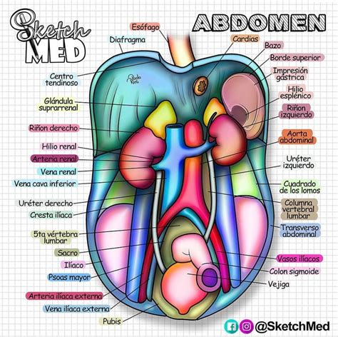 Medicine Notes, Medicine Studies, Paola Rios, Human Digestive System ...