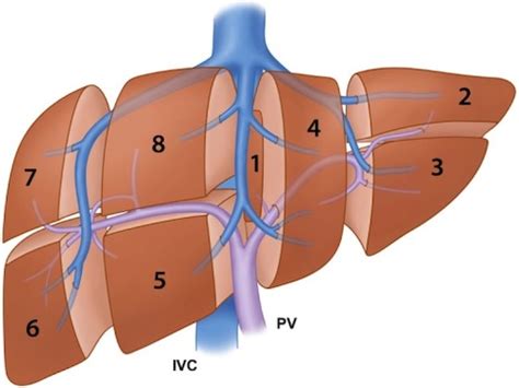 Liver Anatomy & Physiology – The Operative Review Of Surgery