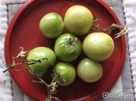 Отзыв о Семена томата Уральский дачник "Долгохранящийся" | Вкусные ...