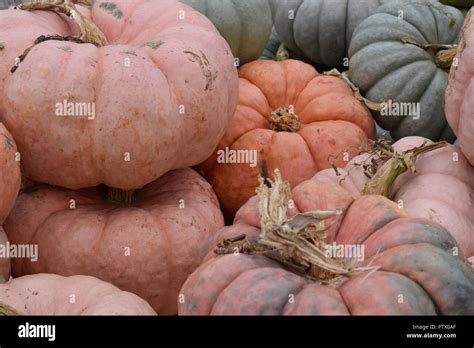 fall pumpkin display Stock Photo - Alamy