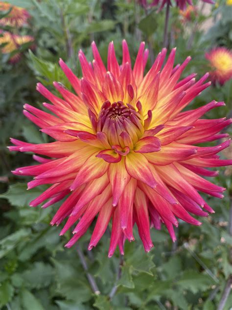 AC Cougar - Soaring Heart Dahlias