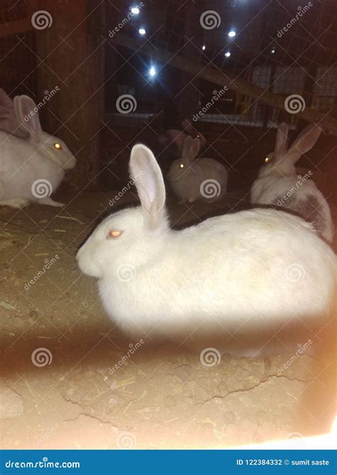 how do you rabbit scared for beginners 5