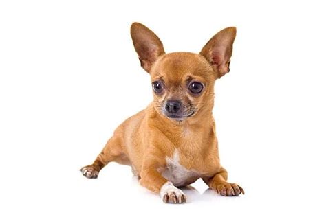 Chihuahua Mix Dachshund: Discover The Perfect Pet Companion! - The ...