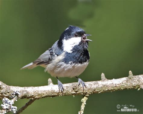 Periparus ater Pictures, Coal Tit Images, Nature Wildlife Photos ...