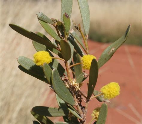 Minni Ritchi from Sir Samuel WA 6437, Australia on July 20, 2006 by ...