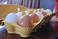 categorypulp food containers wikimedia commons