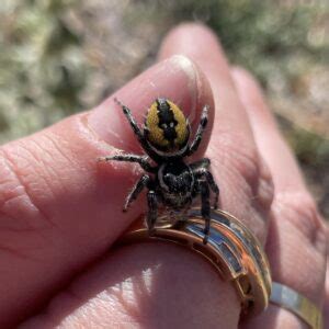 Live Pet Bugs Buy Pet - Bugs In Cyberspace