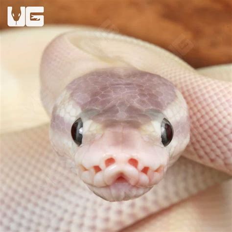 ball pythons  sale underground reptiles