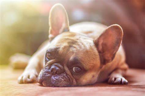 Quanto Tempo Dura O Cio De Uma Cachorra Porte Pequeno - Quanto tempo dura o cio de uma cachorra? - Todo Dia