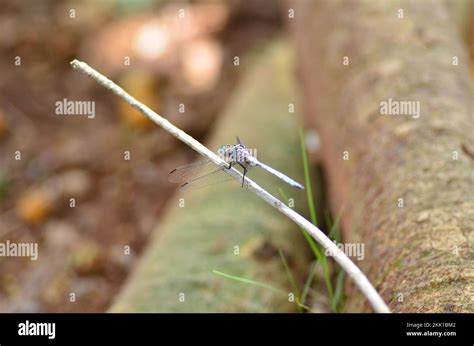 A Blue dragon fly, resting on a stick Namibia Africa Platycnemis ...