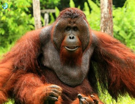 bornean orangutan characteristics pongo pygmaeus diet facts