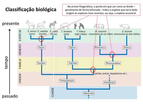 Classificação Biologica - PPT - Classificação biológica PowerPoint Presentation, free download ...