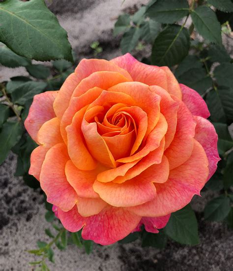 Rose Better Times - Golden Valley Plants