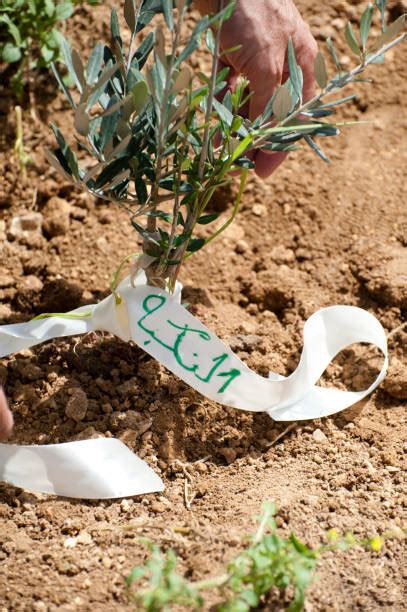 30+ Nakba Day Photos Stock Photos, Pictures & Royalty-Free Images - iStock