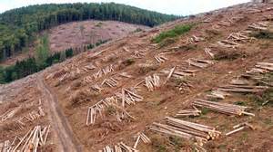 green  grey drone views  rainforest deforestation