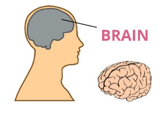 body parts st grade science visual aid