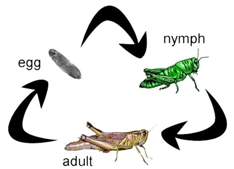 Incomplete Metamorphosis - Metamorphosis