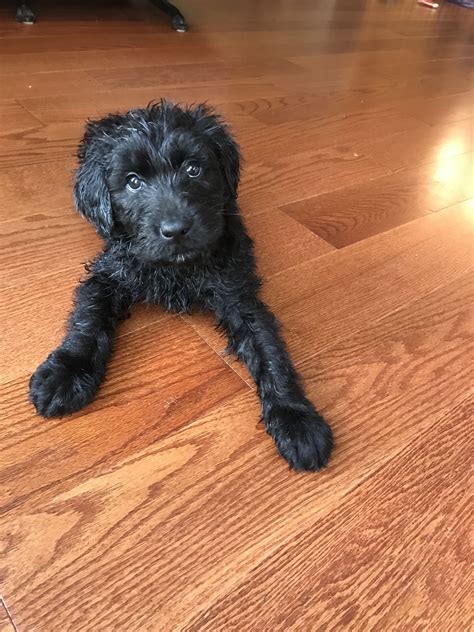 Adorable Black Labradoodle Puppy