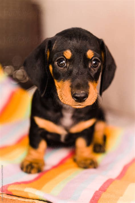 Black And Tan Dachshund Puppies