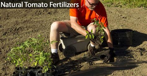 5 Of The [BEST NATURAL] Tomato Fertilizers!