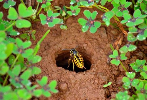 how to get rid of ground wasps