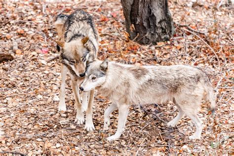 Oakland Zoo | Gray Wolf