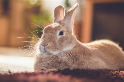 Coelho Pode Comer Salsinha - Coelho pode comer salsinha? Veja aqui | Blog da Cobasi