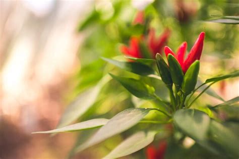 premium photo chillies grow  garden chilli tree