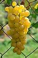 Category:Grape varieties of Hungary - Wikimedia Commons